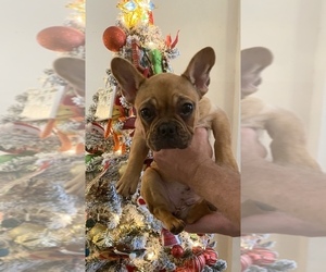 French Bulldog Puppy for sale in ROWLETT, TX, USA