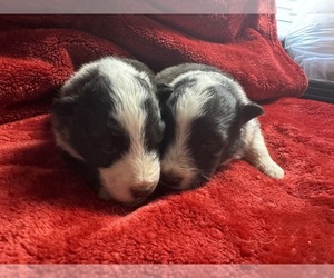 Shetland Sheepdog Puppy for sale in LEXINGTON, NC, USA