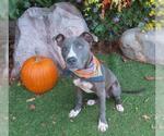 Small American Pit Bull Terrier Mix