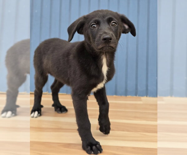 Medium Photo #2 Labrenees Puppy For Sale in Lakewood, CO, USA