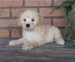 Labradoodle-Poodle (Miniature) Mix Puppy for sale in FREDERICKSBG, OH, USA