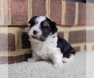 Havanese Puppy for sale in YORKTOWN, VA, USA
