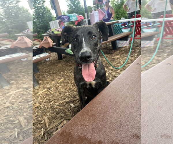 Medium Photo #10 American Staffordshire Terrier-Unknown Mix Puppy For Sale in Germantown, OH, USA