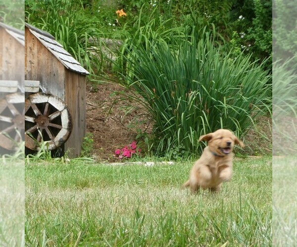 Medium Photo #2 Golden Retriever Puppy For Sale in WOLCOTT, VT, USA