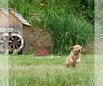 Small #1 Golden Retriever