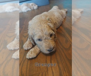 Goldendoodle Puppy for sale in CLARION, PA, USA
