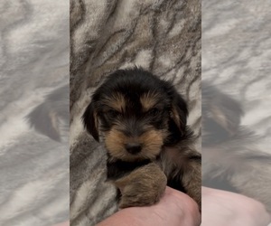 Yorkshire Terrier Puppy for sale in MOUNT CARMEL, PA, USA
