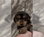 Image preview for Ad Listing. Nickname: Benji