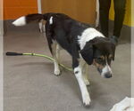 Small #2 Retriever  Mix