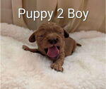 Small #4 Cavapoo (Miniature)