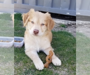 Golden Retriever Puppy for sale in CO SPGS, CO, USA