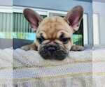 Puppy 4 French Bulldog