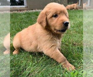 Golden Retriever Dogs for adoption in Studio City, CA, USA