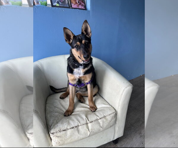 Medium Photo #11 Mutt Puppy For Sale in Elmsford, NY, USA