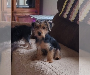 Havashire Puppy for Sale in CHICKASHA, Oklahoma USA
