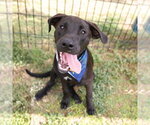 Small Labrador Retriever Mix