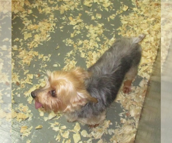 Medium Photo #5 Yorkshire Terrier Puppy For Sale in CARROLLTON, GA, USA