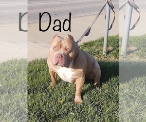 Father of the American Bully puppies born on 05/01/2022