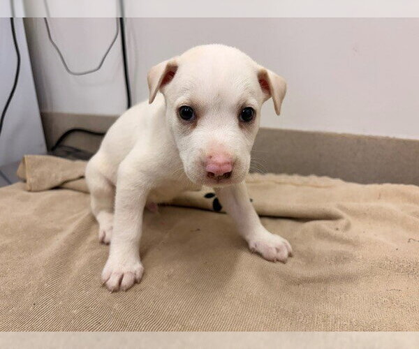 Medium Photo #1 Holland Shepherd-Unknown Mix Puppy For Sale in Baytown, TX, USA