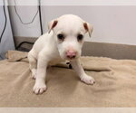 Small Holland Shepherd Mix
