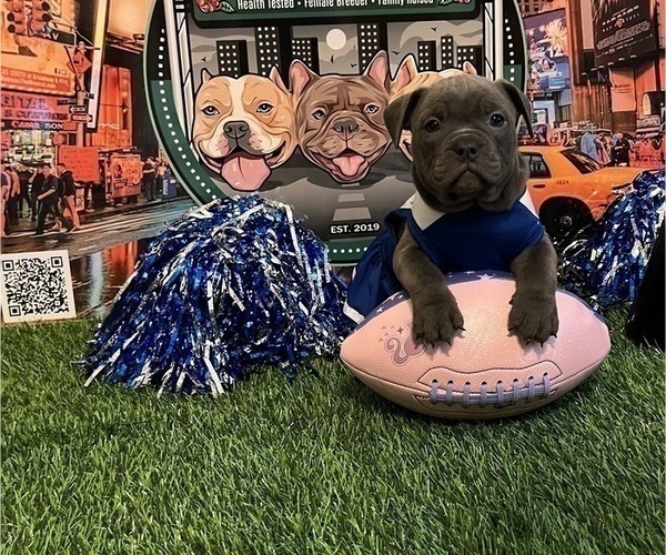 Medium Photo #1 American Bully Puppy For Sale in WOLCOTT, CT, USA
