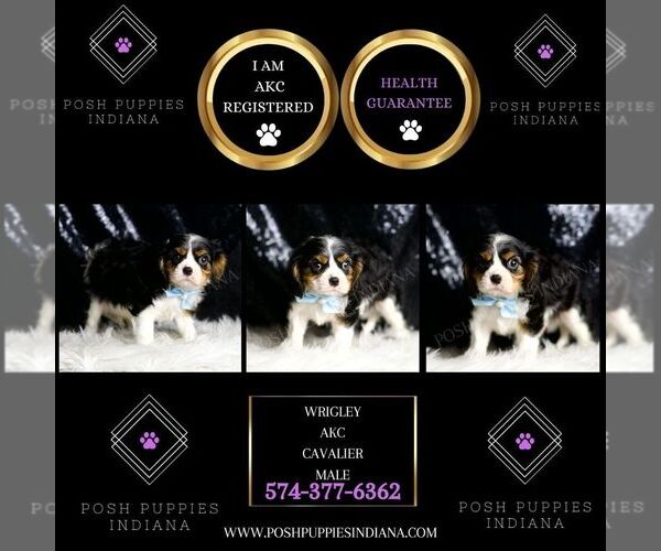Medium Photo #2 Cavalier King Charles Spaniel Puppy For Sale in WARSAW, IN, USA