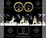 Small #1 Cavalier King Charles Spaniel