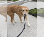 Small #2 Poodle (Standard) Mix