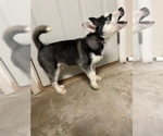 Small Photo #13 Siberian Husky Puppy For Sale in FLAT ROCK, MI, USA