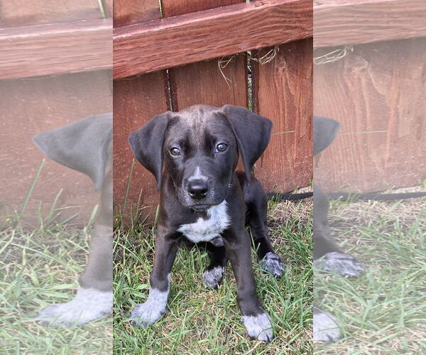Medium Photo #4 Doberman Pinscher-Unknown Mix Puppy For Sale in Minneaoplis, MN, USA