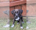 Small #3 Doberman Pinscher Mix