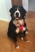 Small Photo #1 Great Bernese Puppy For Sale in ROACHDALE, IN, USA