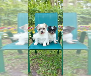 Orville & Prescott - Male Shih Tzu Dog for Adoption - Photo #3
