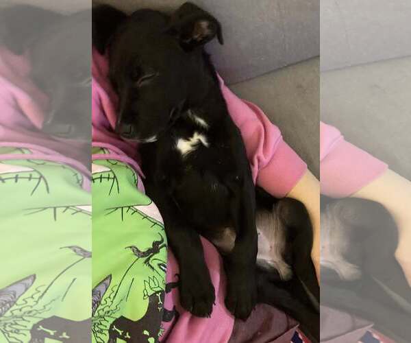 Medium Photo #3 Golden Retriever-Unknown Mix Puppy For Sale in Rochester, NY, USA