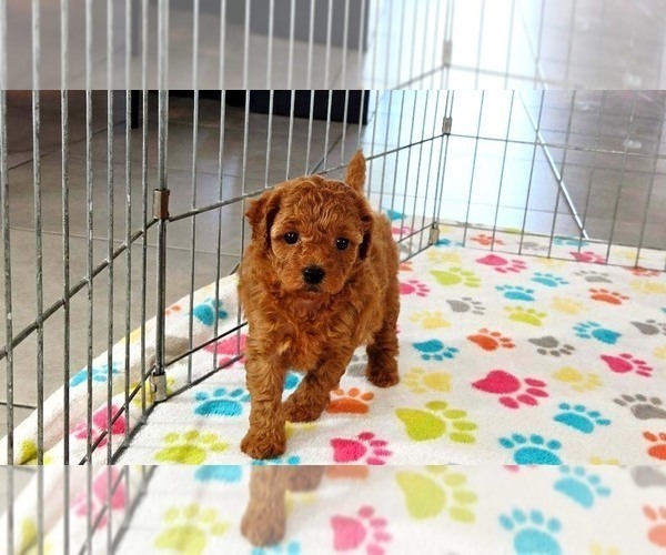 Medium Photo #7 Cavapoo mix (+ Poodle Miniature) Puppy For Sale in ORO VALLEY, AZ, USA