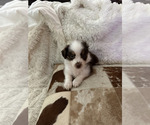 Puppy Millie Miniature Australian Shepherd