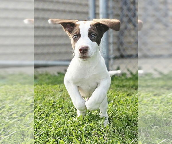 Medium Photo #4  Puppy For Sale in , 
