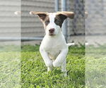 Small Photo #4  Puppy For Sale in , 