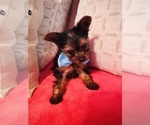 Puppy Bohdi Yorkshire Terrier