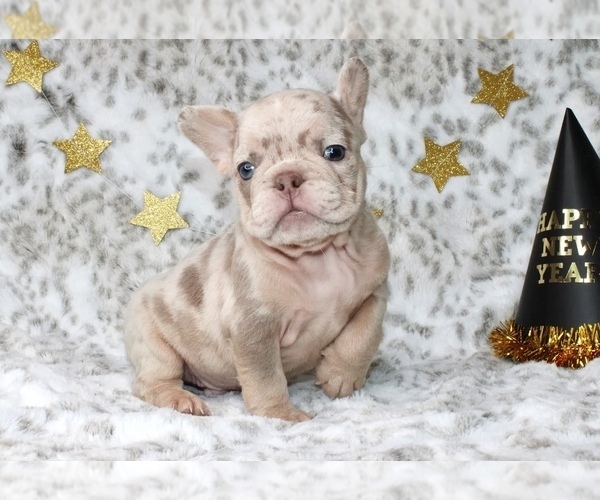 Medium Photo #9 French Bulldog Puppy For Sale in ATLANTA, GA, USA