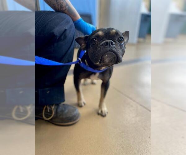 Medium Photo #1 French Bulldog Puppy For Sale in Chula Vista, CA, USA