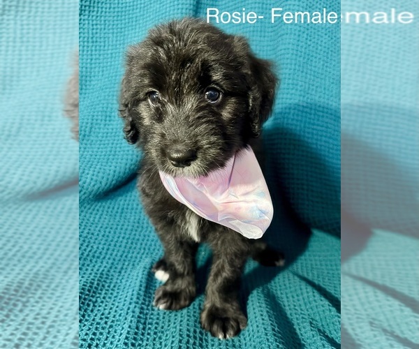 Medium Photo #6 Labradoodle-Miniature Australian Shepherd Mix Puppy For Sale in MANSFIELD, TX, USA