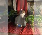 Small Photo #10 Poovanese Puppy For Sale in LOUISVILLE, KY, USA