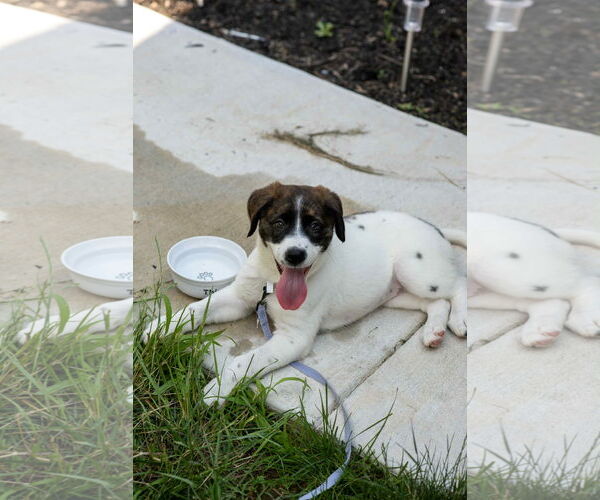 Medium Photo #2 Huskies -Unknown Mix Puppy For Sale in Mechanicsburg, PA, USA