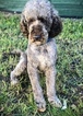 Small Photo #1 Cock-A-Poo-Labradoodle Mix Puppy For Sale in MILWAUKEE, WI, USA