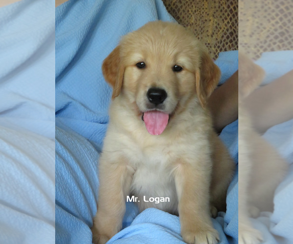 Medium Photo #5 Golden Retriever Puppy For Sale in MECHANICSVILLE, MD, USA