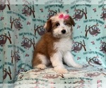 Small #5 Aussiedoodle