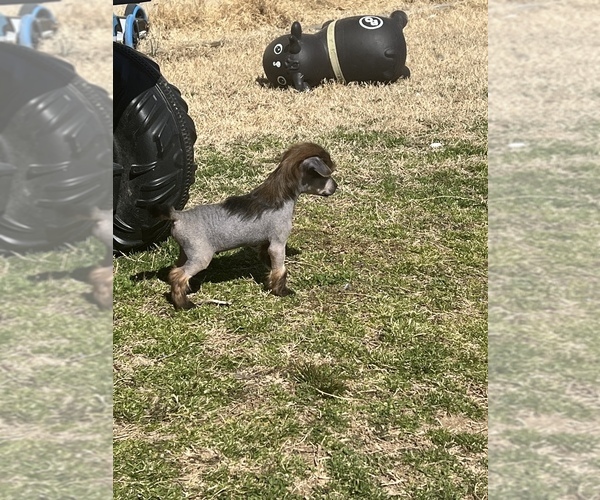 Medium Photo #2 Chinese Crested Puppy For Sale in MOUNTAIN HOME, AR, USA