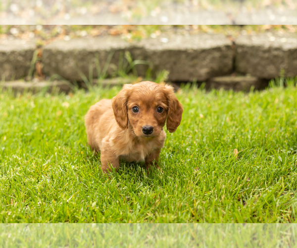 Medium Photo #3 Dachshund Puppy For Sale in BREMEN, IN, USA