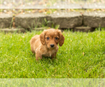 Small #2 Dachshund